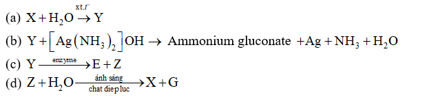 Cho sơ đồ phản ứng: chất diệp lục (ảnh 1)