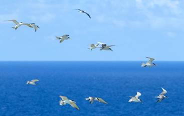 Ph&aacute;t hiện đảo chim tuyệt đẹp h&igrave;nh chiếc h&agrave;i giữa biển Đ&ocirc;ng hiếm người biết