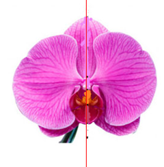 Hình nào sau đây không có trục đối xứng? (ảnh 2)