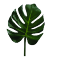 Hình nào sau đây không có trục đối xứng? (ảnh 4)