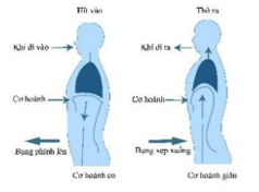 Trong quá trình hít vào, cơ hoành và cơ liên sườn của một người co lại, mở rộng khoang ngực và hạ thấp áp suất không khí bên trong xuống dưới (ảnh 1)