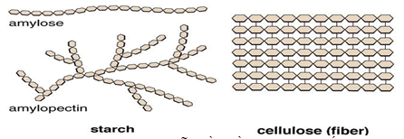 Cho mô hình cấu tạo của các phân tử polysaccharide dưới đây: (ảnh 1)