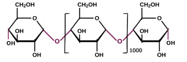 Carbohydrate nào có cấu trúc phân tử được biểu diễn như hình bên dưới: (ảnh 1)