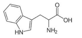Tryptophan là amino acid thiết yếu có tác dụng duy trì cân bằng nitrogen cho cơ thể (ảnh 1)