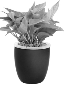 Dung tích của chậu là bao nhiêu (làm tròn kết quả nếu cần thiết)? (ảnh 1)