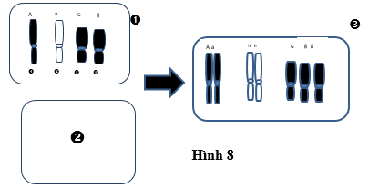 Hình 8 mô tả đột biến NST. Biết tất cả được hình thành từ cơ thể lưỡng bội bình thường (2n = 6).      (ảnh 1)