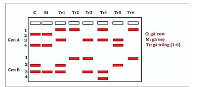 Dưới đây là hình ảnh điện di trình tự hai gene (A và B, mỗi gene có 2 allele) của một con gà con (C), là con của gà mẹ (M) và một trong sáu gà trống (ảnh 1)