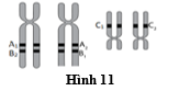 Hình 11 mô tả các allele của ba gene A, B và C đã nhân đôi trong giảm phân ở một nhóm tế bào sinh tinh. Cho biết khoảng cách giữa gene A và B là 20 cM. Khi kết thúc giảm phân, giao tử A1B2C2 chiếm tỷ lệ bao nhiêu? (ảnh 1)
