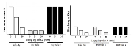 Để xác định đột biến xảy ra ở vị trí nào trong gene mã hoá enzyme X của các chủng đột biến ở vi khuẩn E.Coli, người ta phân tích hàm lượng mRNA và enzyme X được tạo trong tế bào E.Coli kiểu dại, (ảnh 1)