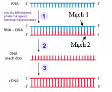 Hình bên mô tả một cơ chế di truyền. Cho các nhận định sau: (1) Hình vẽ mô tả cơ chế phiên mã. (2) Cơ chế di truyền này chỉ xảy ra ở virus. (3) Nguyên tắc bổ sung giữa mạch 1 và mạch 2 là A liên kết với T, G liên kết với C và ngược lại. (4) (ảnh 1)