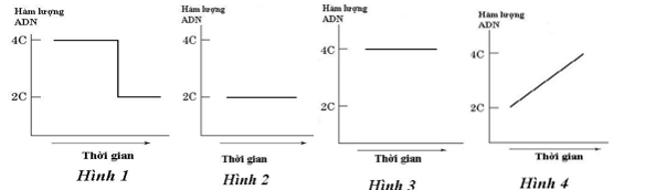 Các hình dưới đây mô tả sự thay đổi hàm lượng DNA trong nhân một tế bào của một loài thực vật lưỡng bội ở các pha khác nhau của chu kì tế bào.  (ảnh 1)
