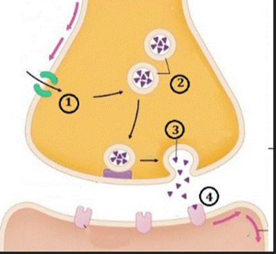 Hình sau mô tả quá trình truyền tin qua synapse thần kinh, mỗi nhận định sau đây là đúng hay sai về hình này?    (ảnh 1)