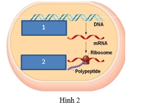 Hình 2 minh họa cơ chế di truyền ở sinh vật nhân sơ, (1) và (2) là kí hiệu các quá trình của cơ thể này. Phân tích hình này , hãy cho biết phát biểu nào đúng, phát biểu nào sai? (ảnh 1)