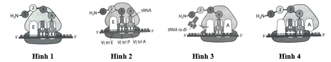 Trong quá trình dịch mã, giai đoạn kéo dài chuỗi polypeptide được mô tả qua hình ảnh sau: (ảnh 1)