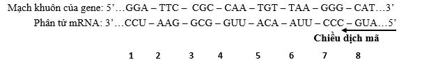 Một đoạn mạch khuôn ở một gene của một vi khuẩn có trình tự nucleotide (đọc theo thứ tự từng bộ ba mã hoá) như sau: 5’…GGA – TTC – CGC – CAA – TGT – TAA – GGG – CAT…3’  (ảnh 1)