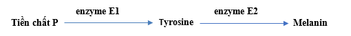 Bệnh bạch tạng ở người là hậu quả của sự thiếu hụt melanin – sắc tố do các tế bào sắc tố (melanocyte) tổng hợp, đặc biệt tập trung nhiều tại chân lông và da. Quá trình sinh tổng hợp melanin gồm hai phản ứng liên tiếp: (ảnh 1)