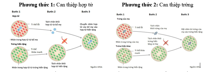 Em bé “ba bố mẹ” được sinh ra bằng phương pháp IVF (thụ tinh trong ống nghiệm). Em bé này được sinh ra từ hợp tử hoặc trứng đã được biến đổi gene  và có DNA của mẹ ruột, cha ruột và một người hiến tặng trứng. (ảnh 1)
