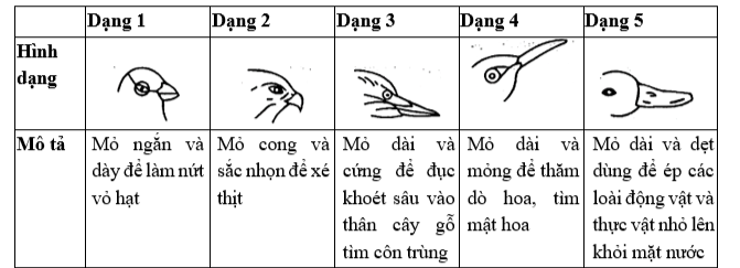 Hình vẽ dưới đây mô tả 5 dạng mỏ của 5 loài chim khác nhau sống trong một hệ sinh thái đảo nhỏ có các loài thực vật có hoa trên cạn, thực vật thủy sinh, nhiều loài động vật có vú nhỏ, động vật lưỡng cư một số loài cây và côn trùng. (ảnh 1)