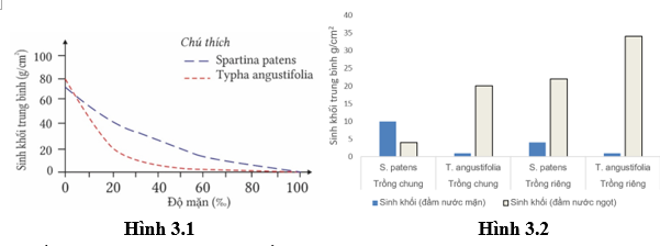 Hai loài Spatina patens và Typha angustifolia ở châu Mỹ sống ở vùng trũng đất nông nghiệp có nguy cơ bị đe dọa do tình trạng nước biển dâng cao.  (ảnh 1)
