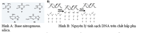 Một nhà khảo cổ học phát hiện một xương hóa thạch, ông tiến hành giải trình tự DNA từ một mẫu xương 25.000 năm tuổi. Để làm điều này, DNA từ mẫu xương có thể được phân lập theo các bước sau: (ảnh 1)