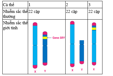 Gene SRY, vùng xác định giới tính của nhiễm sắc thể Y, là yếu tố quyết định giới tính ở người và định vị ở vùng đầu mút trên cánh tay ngắn của nhiễm sắc thể Y. (ảnh 1)