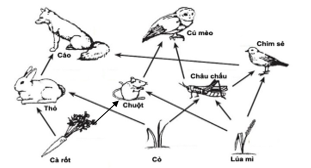 Hình 27 mô tả lưới thức của một hệ sinh thái rừng nhiệt đới. Hình 27. Lưới thức của một hệ sinh thái rừng nhiệt đới. Có bao nhiêu chuỗi thức ăn trong lưới thức ăn này? (ảnh 1)