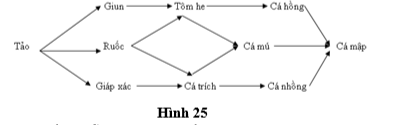 Cho lưới thức ăn dưới biển như hình 25.    ⇨          Theo lí thuyết, chuỗi thức ăn dài nhất có bao nhiêu sinh vật tiêu thụ? (ảnh 1)