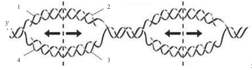 Sơ đồ dưới đây mô tả quá trình tái bản DNA đang thực hiện ở 2 chạc sao chép.                          Nhận                 định nào sau đây đúng? (ảnh 1)