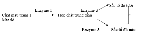 Sơ đồ sau đây mô tả sự di truyền của hai bệnh P và Q ở người. Cho biết không xảy ra đột biến, bệnh Q do gen lặn nằm trên vùng không tương đồng của NST X qui định. Biết rằng quần thể người này đang ở trạng thái cân bằng với tần số alen gây bệnh P là 1/10. (ảnh 1)
