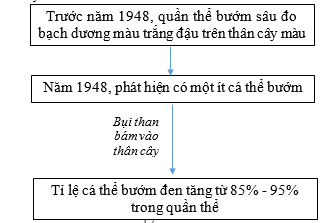 Quá trình hình thành quần thể bướm đen ở sâu đo bạch dương được minh họa bằng sơ đồ sau đây:  Cho các sự kiện sau đây:   1. Dưới tác động của chọn lọc tự nhiên, các cá thể màu sẫm có ưu thế thích nghi.   (ảnh 1)