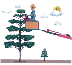 Trước cửa nhà An có một cây bạch đàn cao 5 m. Để đảm bảo an toàn trong mùa mưa bão, người ta đã cưa đi phần ngọn cây dài 15 dm. Chiều cao hiện tại của cây bạch đàn là: (ảnh 1)