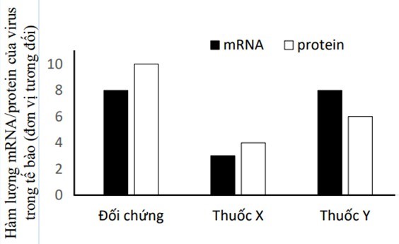 Để nghiên cứu tác động của hai loại thuốc mới (thuốc X và Y) nhằm ngăn cản quá trình nhân lên của một loại virus gây bệnh ở người thông qua quá trình biểu hiện gene (phiên mã, dịch mã) trong tế bào vật chủ, (ảnh 1)