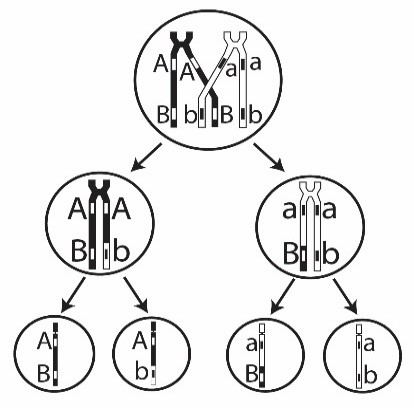Hình 10 mô tả cơ chế tiếp hợp, trao đổi chéo diễn ra trong kì đầu của giảm phân I. Quan sát Hình 10 và cho biết, phát biểu nào sau đây sai? (ảnh 1)