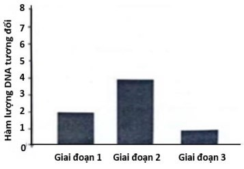 Quan sát quá trình phân bào của một tế bào có kiểu gene AaBb, người ta đo được hàm lượng DNA trong nhân tế bào qua các giai đoạn được thể hiện ở biểu đồ như hình bên. Biết quá trình phân bào xảy ra bình thường. Theo lý thuyết, nhận định nào sau đây đúng? (ảnh 1)