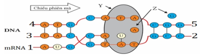 Hình 1 mô tả quá trình phiên mã ở vi khuẩn, hãy cho biết nhận định nào sai? (ảnh 1)