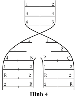 Hình bên mô tả một chạc chữ Y trong quá trình tái bản DNA. Biết rằng 1 là nucleotide loại A và 3 là nucleotide loại C. Biết không xảy ra đột biến, N, P, Q, R là các loại nucleotide. Có bao nhiêu phát biểu sau đây đúng?  (ảnh 1)