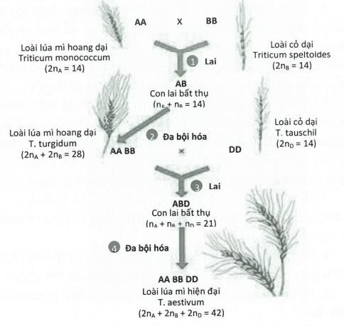 Hình bên miêu tả quá trình hình thành loài lúa mì T.aestivum, phát biểu nào dưới đây đúng? (ảnh 1)