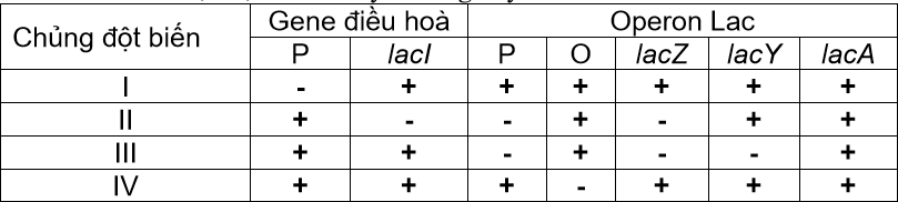 Khi nghiên cứu về cơ chế biểu hiện gene của operon lac ở vi khuẩn E. coli, một nhà khoa học đã phát hiện được 4 chủng mang đột biến ở operon lac.  (ảnh 1)