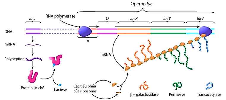 Hình mô tả các thành phần của operon lac, nhận định nào sau đây là Đúng? (ảnh 1)