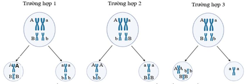Hình dưới đây thể hiện một nhóm gồm 7 tế bào sinh tinh đều có kiểu gene AaBb đang ở kì giữa và kì cuối giảm phân I theo 3 trường hợp; trong đó có 4 tế bào diễn ra theo trường hợp 1; 1 tế bào diễn ra theo trường hợp 2 (ảnh 1)