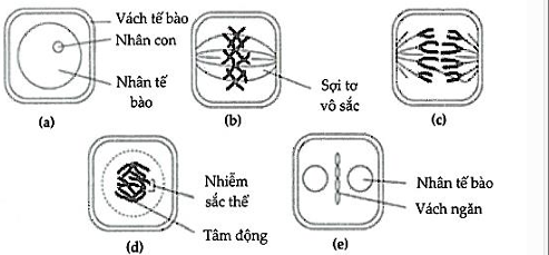 Khi quan sát quá trình phân bào của các tế bào (2n) thuộc cùng một mô ở một loài sinh vật, thu được sơ đồ với đầy đủ các giai đoạn khác nhau như Hình 11.  (ảnh 1)
