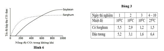 Để nghiên cứu phản ứng sinh lý của cỏ Sorghum và đậu tương (soybean) đối với điều kiện nhiệt độ thấp, người ta đã tiến hành đo hiệu suất quang hợp thực của cả hai loài ở 25°C trong điều kiện thay đổi nồng độ CO₂ (kết quả được thể hiện ở Hình 6). (ảnh 1)