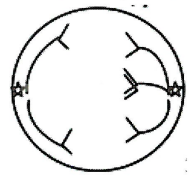 Theo đõi sự phân bào của 1 cơ thể lưỡng bội, người ta vẽ được sơ đồ minh họa sau đây:  Hình này mô tả: (ảnh 1)