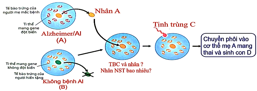Khi nghiên cứu sự di truyền bệnh Alzheimer của một đại gia đình, người ta nhận thấy bệnh Alzheimer là do đột biến gene trong ty thể gây nên. Một người vợ (A) bị bệnh Alzheimer kết hôn với người chồng (C) không bị bệnh này. (ảnh 1)