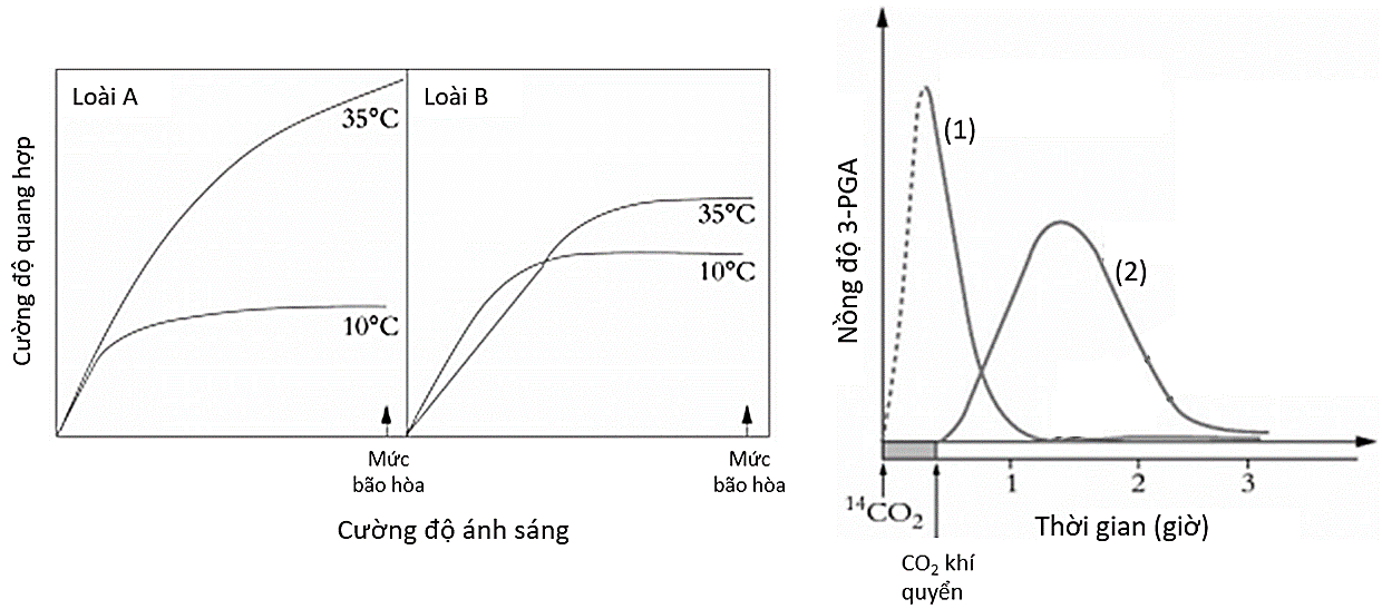 Một nhà khoa học đã tìm thấy hai loài thực vật mới (A) và (B) trên một hòn đảo. Nhằm nghiên cứu về sự quang hợp của hai loài này, ông đã nhân giống chúng  (ảnh 1)