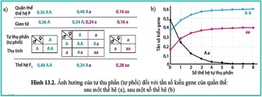 Trong điều kiện không có đột biến, khả năng sống của các kiểu gene là như nhau, các cá thể có khả năng sinh sản như nhau và quần thể được cách li vởi các quần thể khác. (ảnh 1)