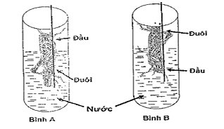         a) Hình 14 mô tả một thí nghiệm: bình A cố định châu chấu ngập phần bụng trong nước, bình B cố định châu chấu ngập phần đầu và ngực trong nước. Châu chấu ở bình nào sẽ chết nhanh hơn? Vì sao? (ảnh 1)