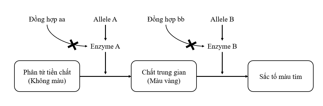 Hình vẽ dưới đây minh họa cơ chế hình thành màu sắc hoa ở một loại cây trồng. Phân tích hình vẽ và cho biết phát biểu nào sau đây đúng?  (ảnh 1)