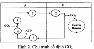         a) Hình 14 mô tả một thí nghiệm: bình A cố định châu chấu ngập phần bụng trong nước, bình B cố định châu chấu ngập phần đầu và ngực trong nước. Châu chấu ở bình nào sẽ chết nhanh hơn? Vì sao? (ảnh 2)