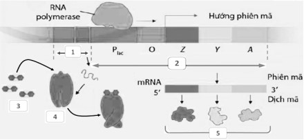 Hình 10 mô tả cơ chế điều hòa biểu hiện gene ở operon lac của vi khuẩn E. coli trong môi trường có lactose.   Khi môi trường có lactose, protein ức chế sẽ không bám vào được vùng O, RNA polymerase liên kết vào P (ảnh 1)